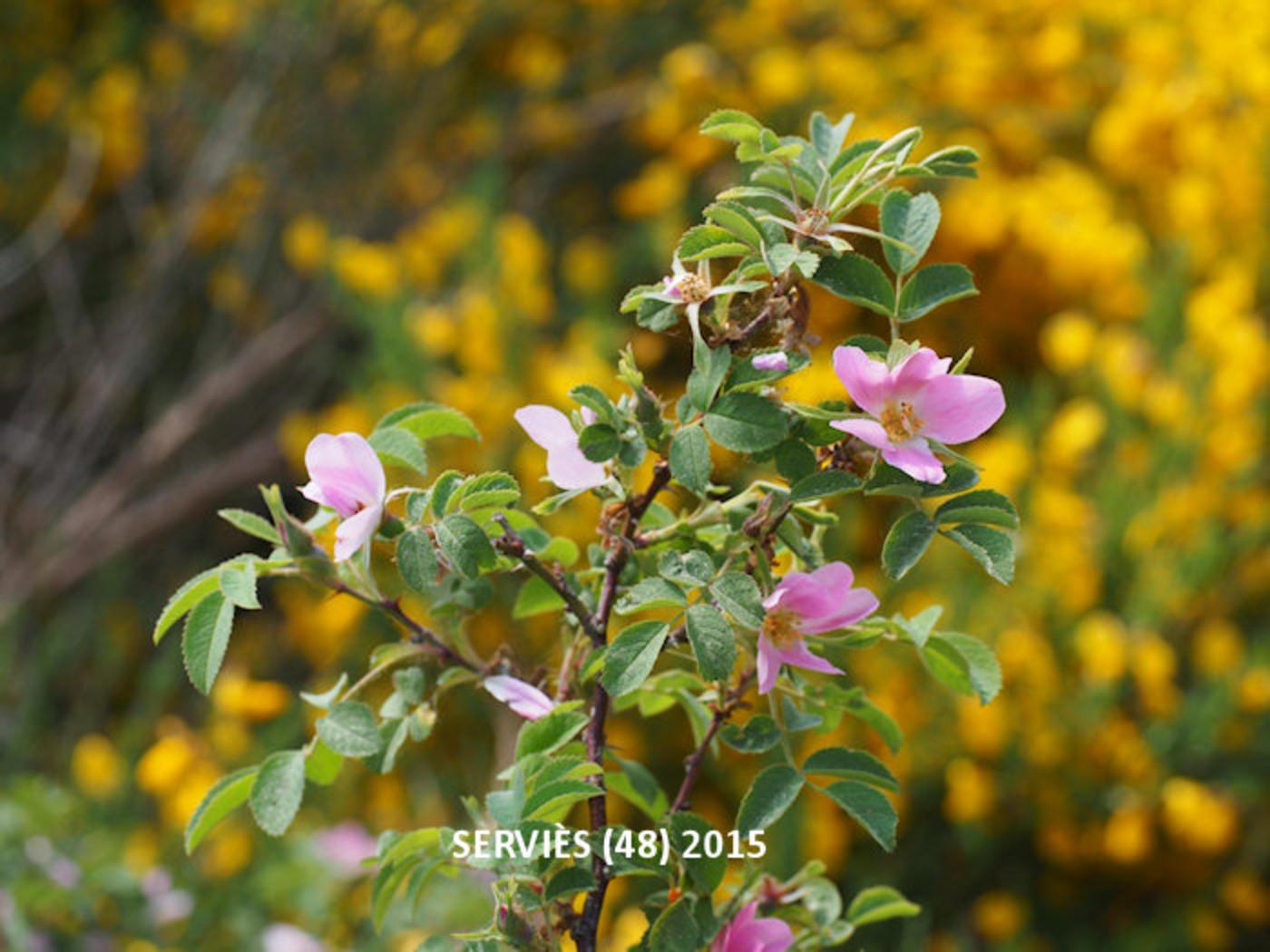 Rose, Downy plant